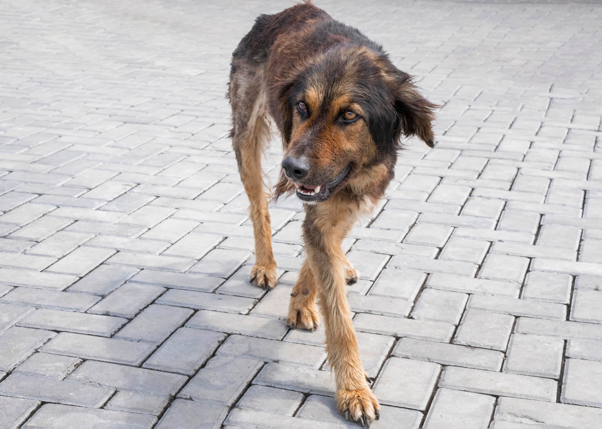 Guida pratica al soccorso di animali feriti o smarriti