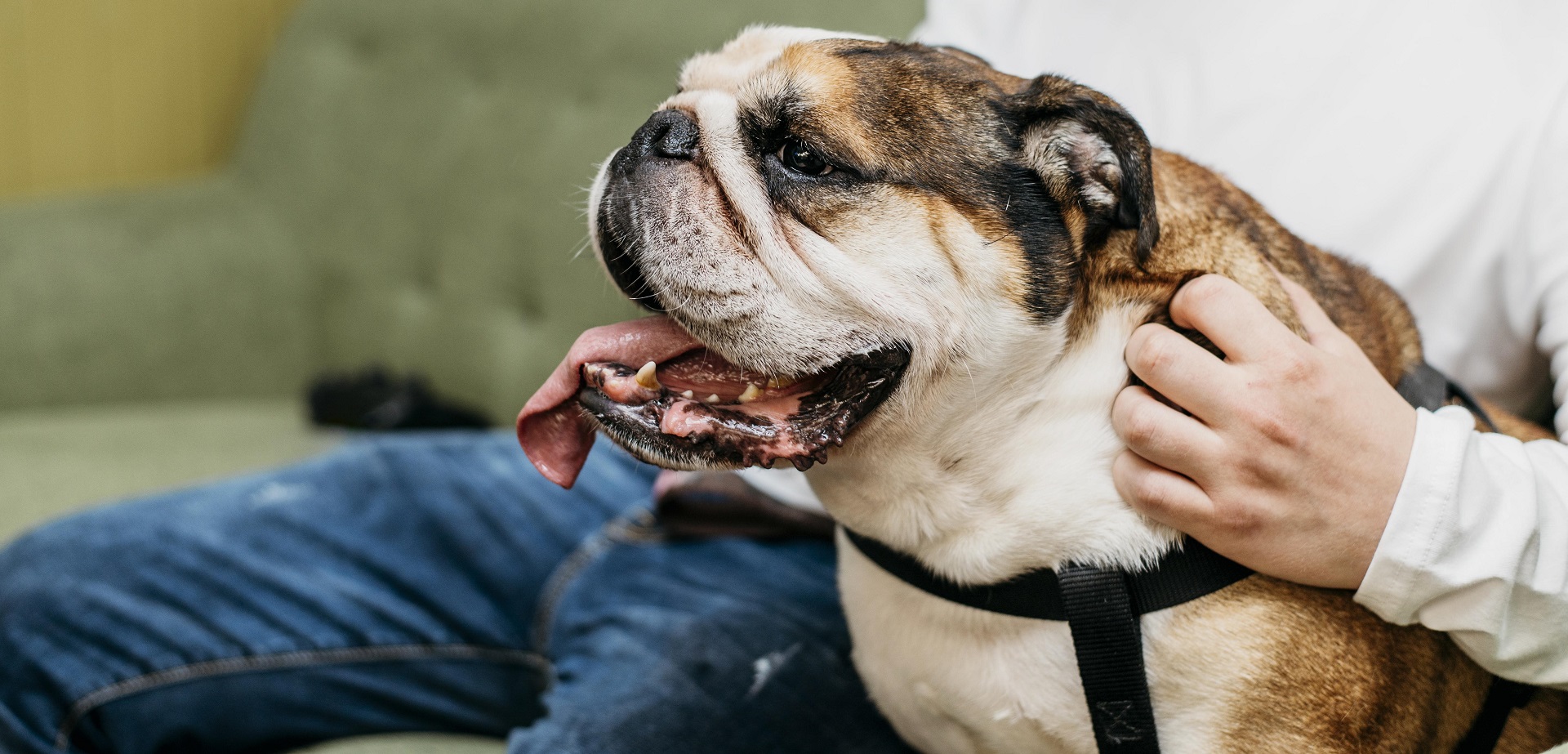 Una sentenza che fa la storia: riconosciuto il danno morale per la perdita di un animale domestico