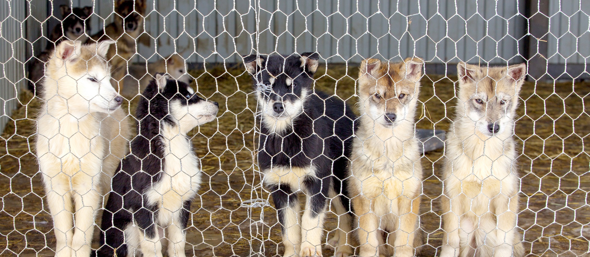 Una nuova era per gli animali in Italia: approvata la legge sul maltrattamento